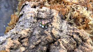 Madagascar Rainbow Hopper Frog