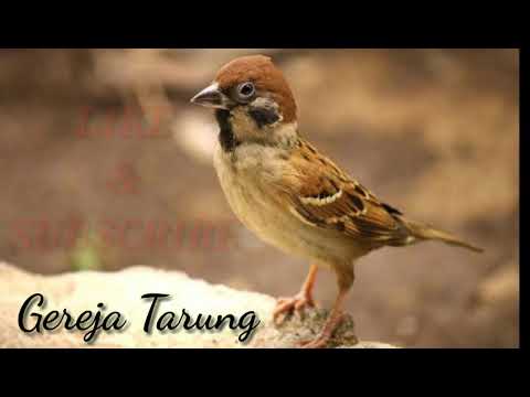 download lagu mp3 mp4 Suara Burung Gereja Tarung Untuk Masteran Murai Batu, download lagu Suara Burung Gereja Tarung Untuk Masteran Murai Batu gratis, unduh video klip Suara Burung Gereja Tarung Untuk Masteran Murai Batu
