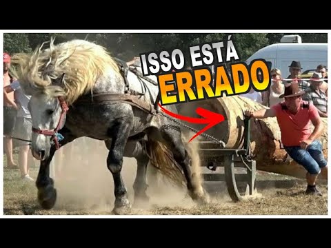 , title : '5 Raças De Cavalos Mais Fortes Do Mundo'