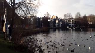 preview picture of video 'kolding birds 101 0428'