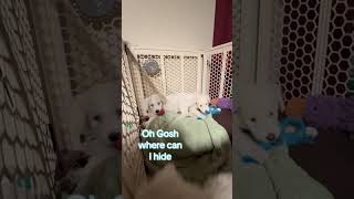 Video preview image #1 Great Pyrenees-Unknown Mix Puppy For Sale in McKinney, TX, USA