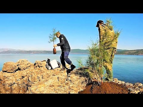 Pine Tree Yamadori Back To The Nature - Must Watch This Video!