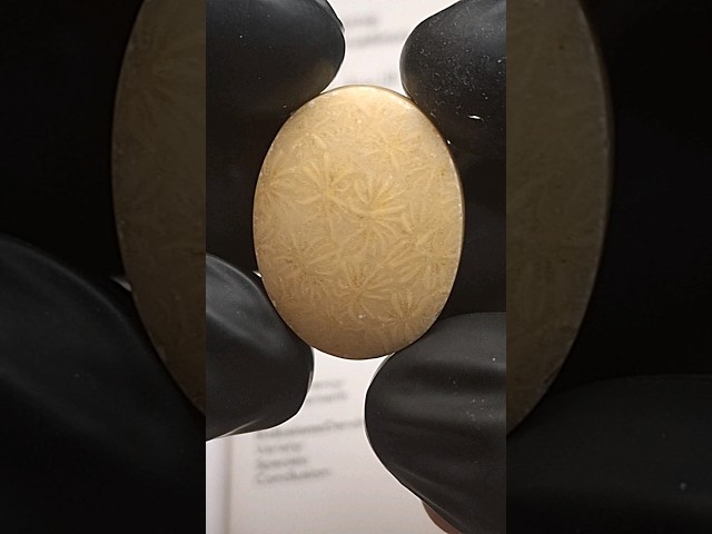 حجر عقيق مشجر طبيعي مفحوص بشهادة مختبر