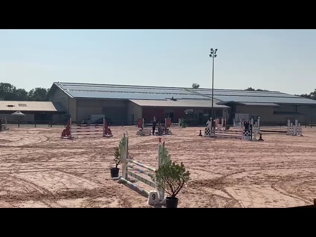 Entire French Saddle Pony For sale 2021 Bay