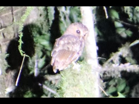 Rufescent Screech-Owl — Megascops ingens — hlas a video