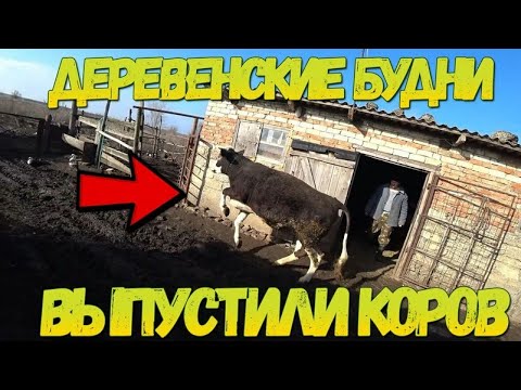 Ставропольский край - Наши деревенские будни / Сегодня выпускаем коров / Семья в деревне - наше ЛПХ