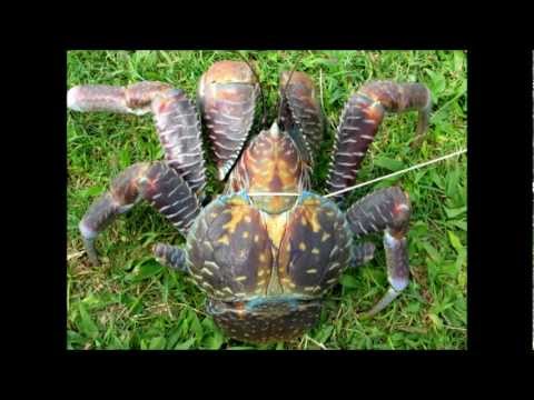 DJ PLAYAR vs Niupila Hunuki - Kitia atu e au a koe