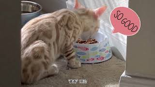 【THIS IS TIGGY】Bengal Cat Snow Mink 5 Stages of Grief | How do I welcome a new cat into my home?