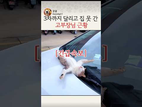 [속보] 3차까지 달리고 집 못 간 고부장님 근황 (낮잠중인 귀여운 길고양이) #고양이 #길고양이 #귀여운고양이 #동물영상