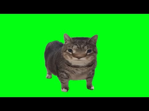 OIIA OIIA CAT but something went wrong