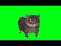 OIIA OIIA CAT But Something Went Wrong