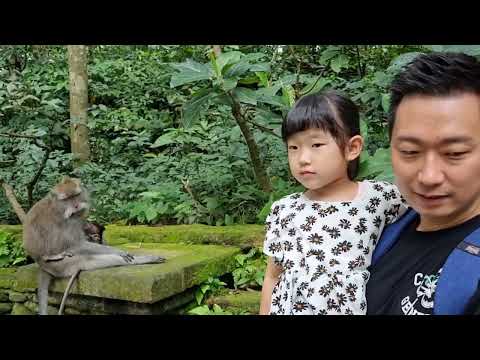 [임꾸러기가족] 발리 우붓, 몽키포레스트, Warung Makan Bu Rus, 베스트 웨스턴 프리미어 아궁