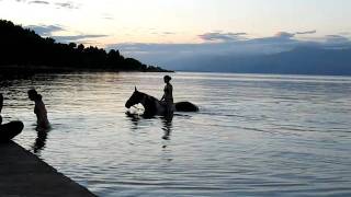 preview picture of video 'Pferd beim Schwimmen in Trpanj - Kroatien'