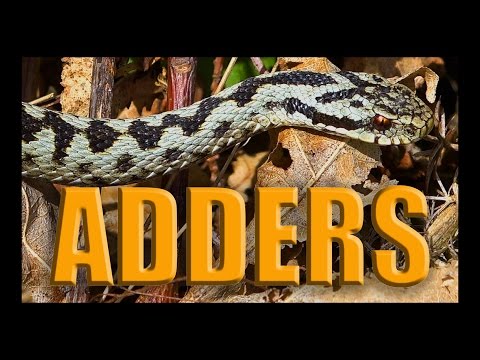 Vipera Berus - Adder Courtship - UK Herping - British Wildlife
