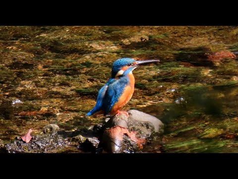 カワセミMOVIE 211011AM イチオシ映像