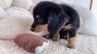 ハーフ犬の動画01