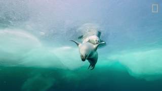 Wild_Life: The Big Freeze Trailer (Season 3)