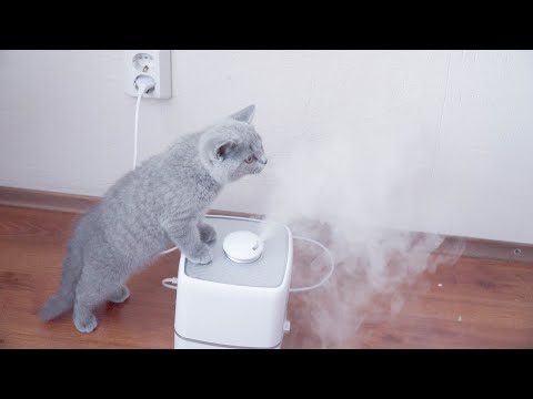 YouTube video about: Are humidifiers okay for cats?