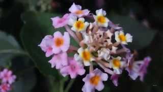 Lantana - Theme From A summer Place