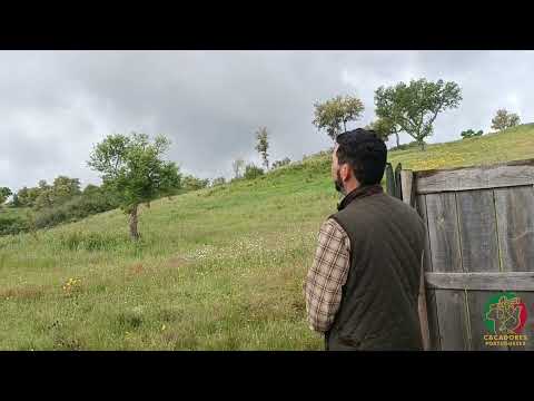 LARGADA DE CAÇA PERDIZES E PATOS