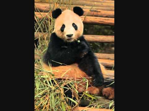 yazoo VS omd   bad connection to orleans Matt remix