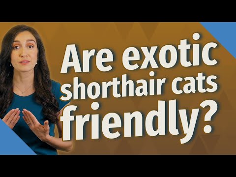 Are exotic shorthair cats friendly?