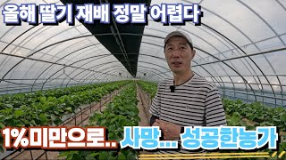 올해 딸기 잘 크는데 다들 힘들다고??