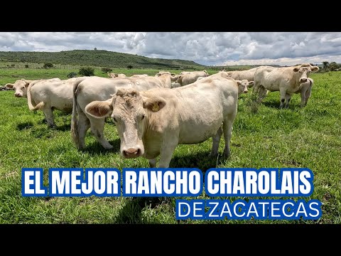 What is the best Charolais ranch in Zacatecas? | Rancho Las Cuevas | Part 1 | RancheandoAndo