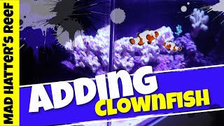 how to introduce clownfish to a tank