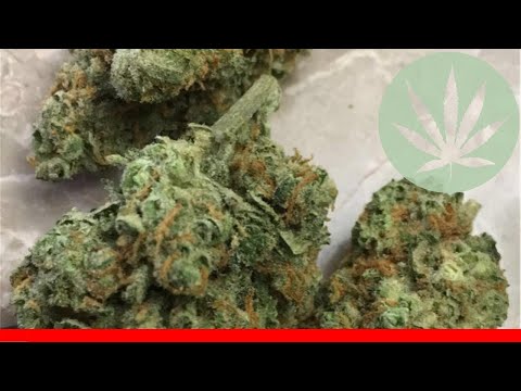 Area 51 - All About This Strain