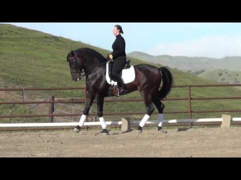 Qualified P.R.E. Stallion Faralay II