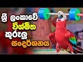 bird-show-in-sri-lanka-24-09-2019