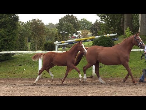 Nr. 9 FIRST CLASS COROLINO HF von First Class Colorado - Noir de Luxe