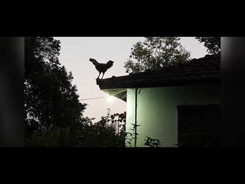 Escolta de Vagalumes - Rick e Renner