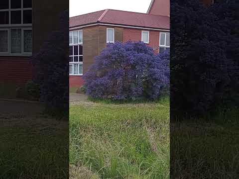 Spring started... #bollywood #dance #Uk #piyumi #subscribe #subscribetomychannel