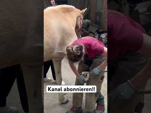 Stop ✋. Jetzt Kanal abonnieren 😍#hof #gestüt #schilchernhof #allgäu #urlaub #bayern #reiten #pferd