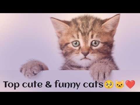 Top funny cat videos😺😻#Shan Hub #cat# 🐱 #funny#