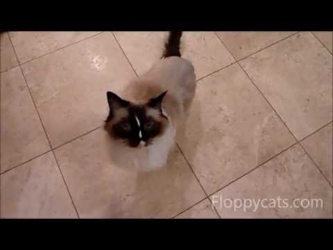 Ragdoll Cat Flop, Drop and Roll - ねこ - ラグドール - Floppycats