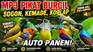 Download lagu SUARA PIKAT BURCIL | KOLIBRI SOGON, KEMADE, KORLAP, PIJANTUNG part2 mp3 Download lagu SUARA PIKAT BURCIL | KOLIBRI SOGON, KEMADE, KORLAP, PIJANTUNG part2 mp3