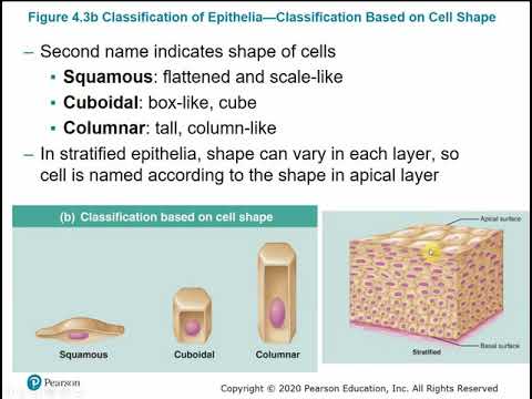 2113 Chapter 4 - Tissues