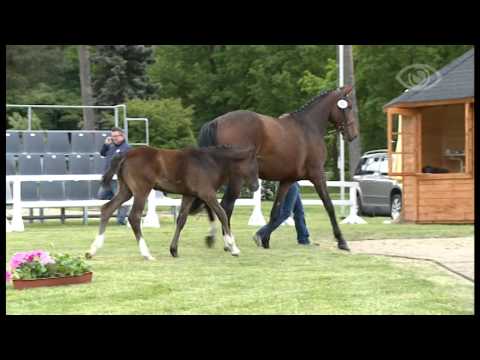 Crumble - Toronto Hengstfohlen