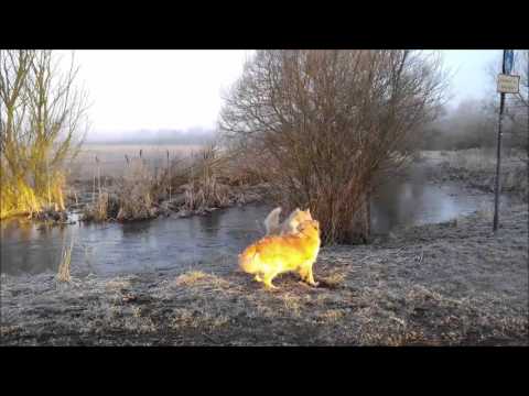 Dame-golden løs på tråden