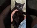 Two Black Kittens And Gray Mother