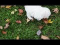 Toy Poodle dogs for sale: Tessa - Video 1