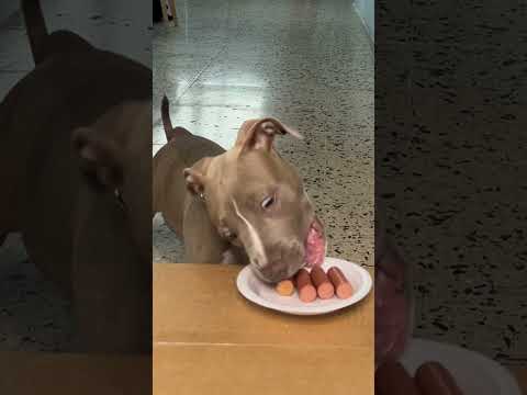 Playing Rock Paper Scissors With My Dog! He Git Pissed❗️🐶