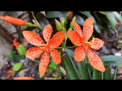 ABC TV | How To Make Blackberry Lily Paper Flower - Craft Tutorial