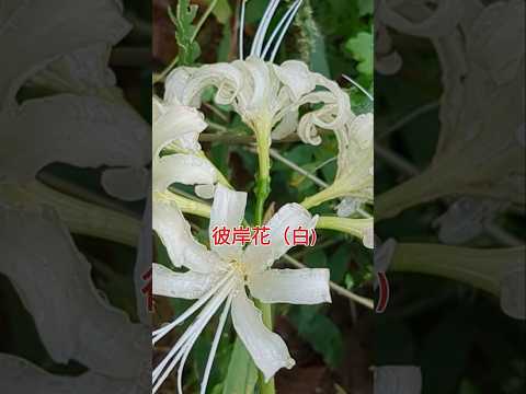 あなたの庭に絶対に置きたいチョコレートのような香りの植物を5つ以上！  庭園