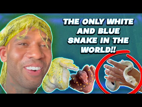 VISITING A CRAZY ARBOREAL SNAKE COLLECTION 🤯 “WORLDS FIRST” | THE REAL TARZANN