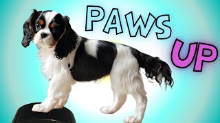 How to Teach a Dog Two Paws Up Video | Cavalier King Charles Spaniel Puppy Learning Paw Trick