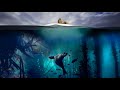 Mobula Rays Blue Planet 2 Soundtrack